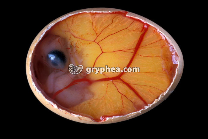 Oeuf de Poule incubé 7 jours - gryphea.com